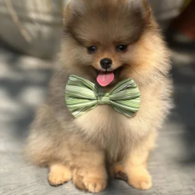 Imported Lineage Toy Pom in Chandel