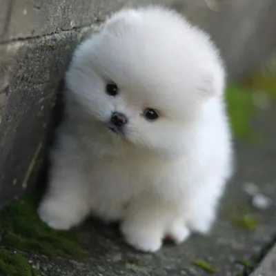 Russian Lineage Pomeranian in Cuttack