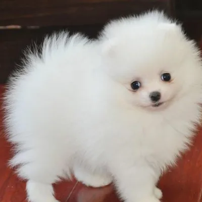 Mini Toy Pom for Sale in Kolkata