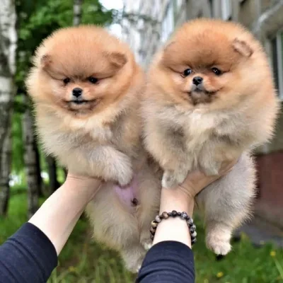 Premium Toy Pom Puppy in Gurgaon