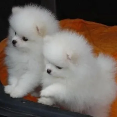 Adorable Pom Pup in Malda