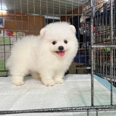 Hand-Raised Toy Pom Puppy in Karnal