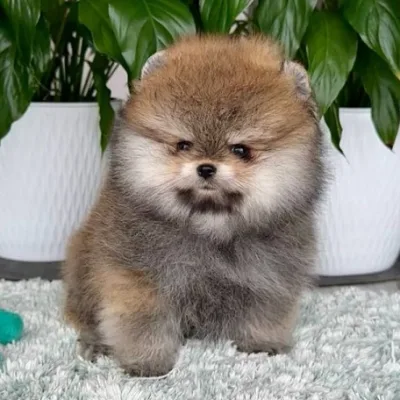 White Toy Pom Pup Available in Dhangadhi