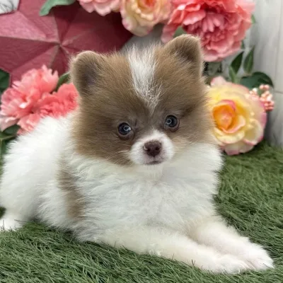 Cream Pomeranian Puppy in Bangalore