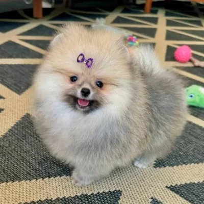 Toy Pom Puppy with KCI Papers — New Delhi