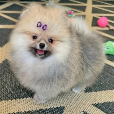 Show-Line Pomeranian Puppy in Gorakhpur