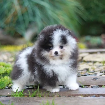 Show-Quality Pomeranian Puppy in Nagaon