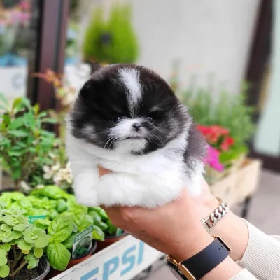 Toy Pom Puppy with Health Guarantee — Lucknow