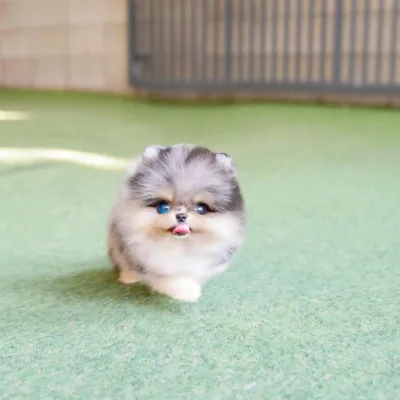 Russian Lineage Pomeranian in South Delhi
