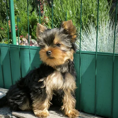 Yorkshire Terrier Puppy Delhi