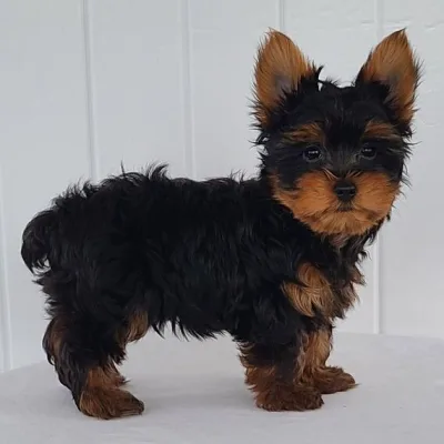 Yorkie Female Puppy Mumbai