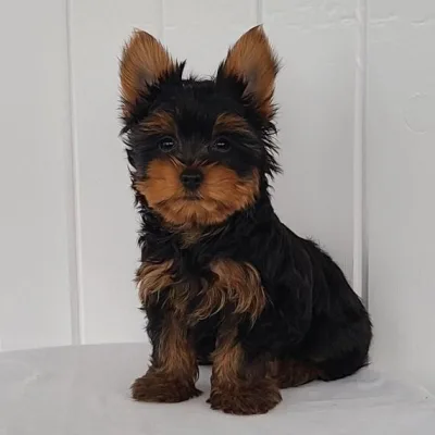 Yorkshire Terrier Puppy Chennai