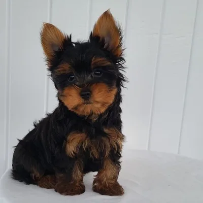Yorkshire terrier puppy for sale