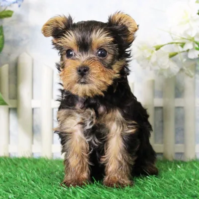 Yorkshire terrier puppy for sale in Delhi