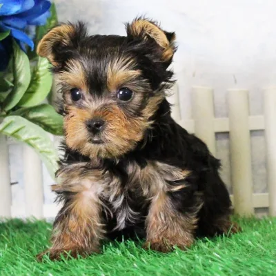Family-Raised Yorkshire Terrier in Jammu