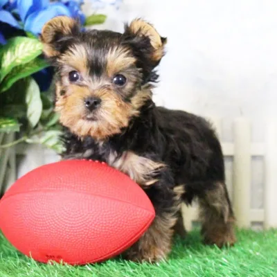 Yorkshire Terrier Puppy with Health Guarantee — Lucknow