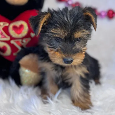 Pocket-Size Yorkshire Terrier Pup in Kupwara