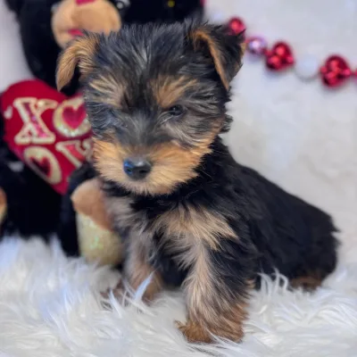 Yorkie Puppy with KCI Papers — Poonch