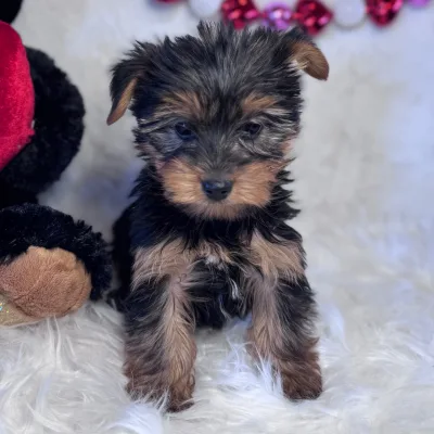 Mini Yorkshire Terrier for Sale in Alappuzha