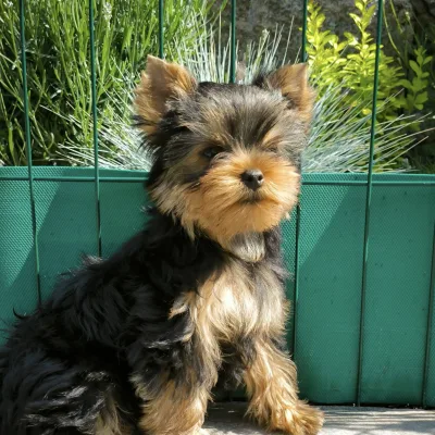Yorkie Puppy with KCI Papers — New Delhi