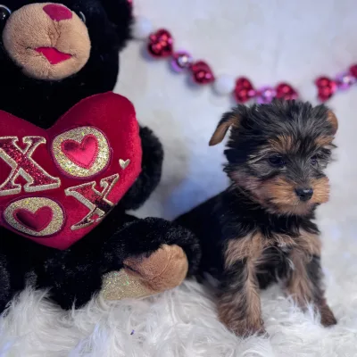 Yorkie Puppy with KCI Papers — Arrah