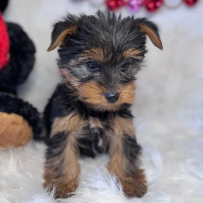 Mini Yorkshire Terrier for Sale in Paschim vihar