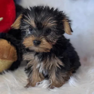 Mini Yorkshire Terrier for Sale in Bhagalpur