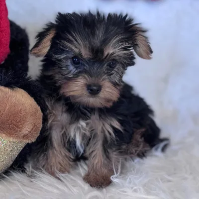 Adorable Yorkie Pup in Rohini