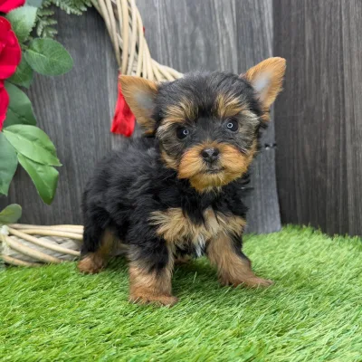 Yorkie Pup with Pedigree Papers in Kottayam