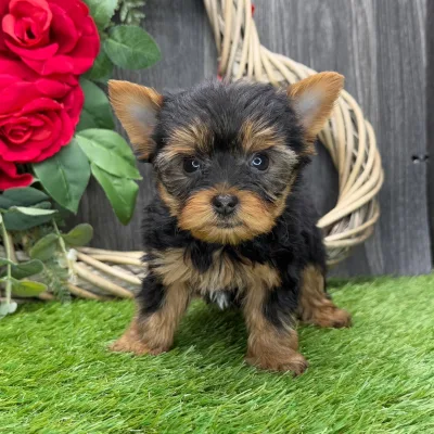 Hand-Raised Yorkshire Terrier Puppy in Karnal