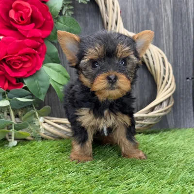 Show-Class Yorkshire Terrier Puppy in Amravati