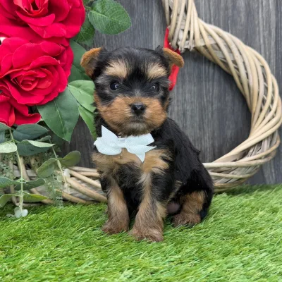 European Lineage Yorkie in Vijayawada