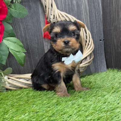 Black & Tan Yorkie Available in Bicholim