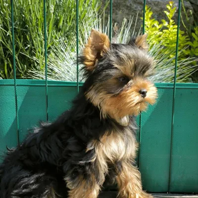 Long-Coat Yorkshire Terrier Puppy in Agartala