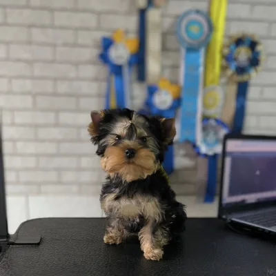 Yorkie Pup Up for Loving Home in Ambassa