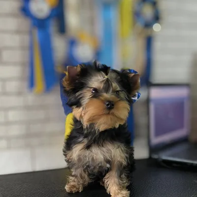 Top Show Yorkshire Terrier Puppy in Belonia