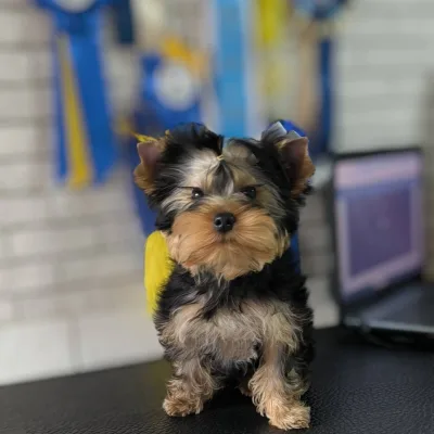 Tiny Yorkshire Terrier Puppy in Dharmanagar