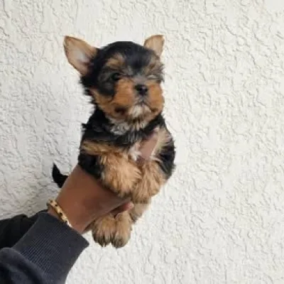 Teacup Yorkshire Terrier for Sale in Khowai