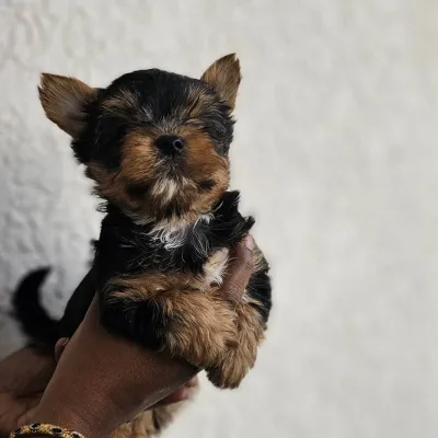 Long-Coat Yorkshire Terrier Puppy in Bangalore