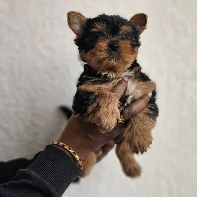 Steel Blue & Tan Yorkie in Coimbatore