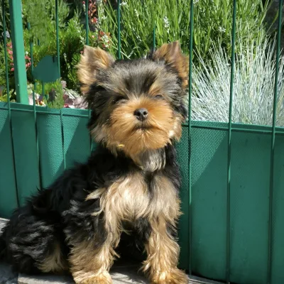 Silky-Coat Yorkshire Terrier for Sale in Asansol