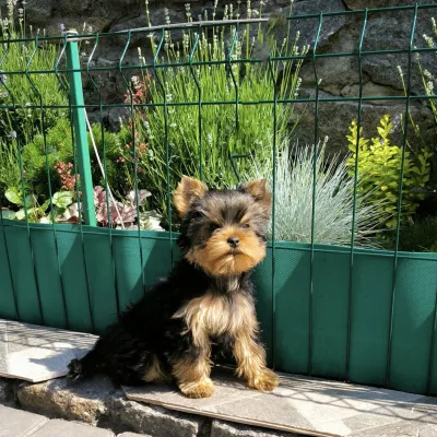 Yorkie Pup Up for Loving Home in Ahmedabad