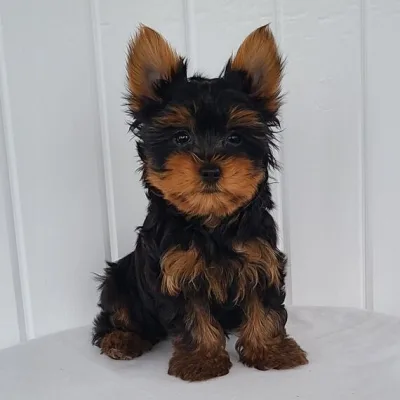 Yorkie Pup Up for Loving Home in Jagdalpur