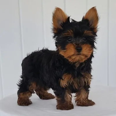 Champion Bloodline Yorkshire Terrier in Nepalgunj