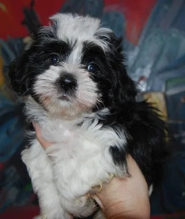 Maltipoo Puppies For Sale in Chennai