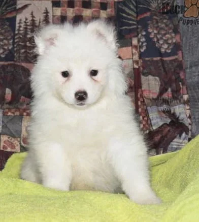 Maltipoo Puppies For Sale in Gurgaon