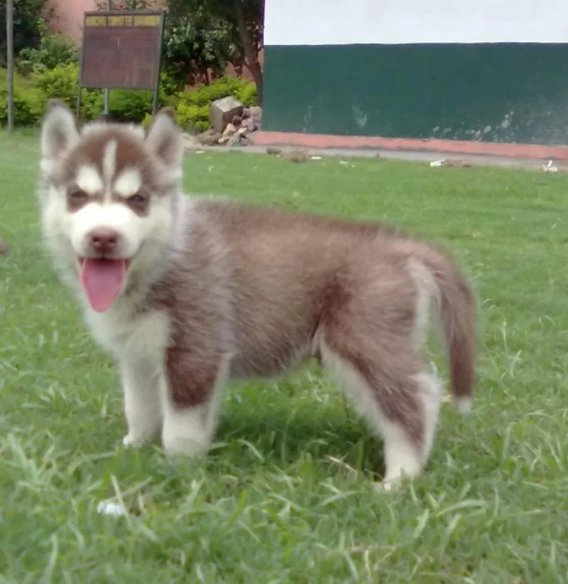 Maltipoo Puppies For Sale in Hyderabad