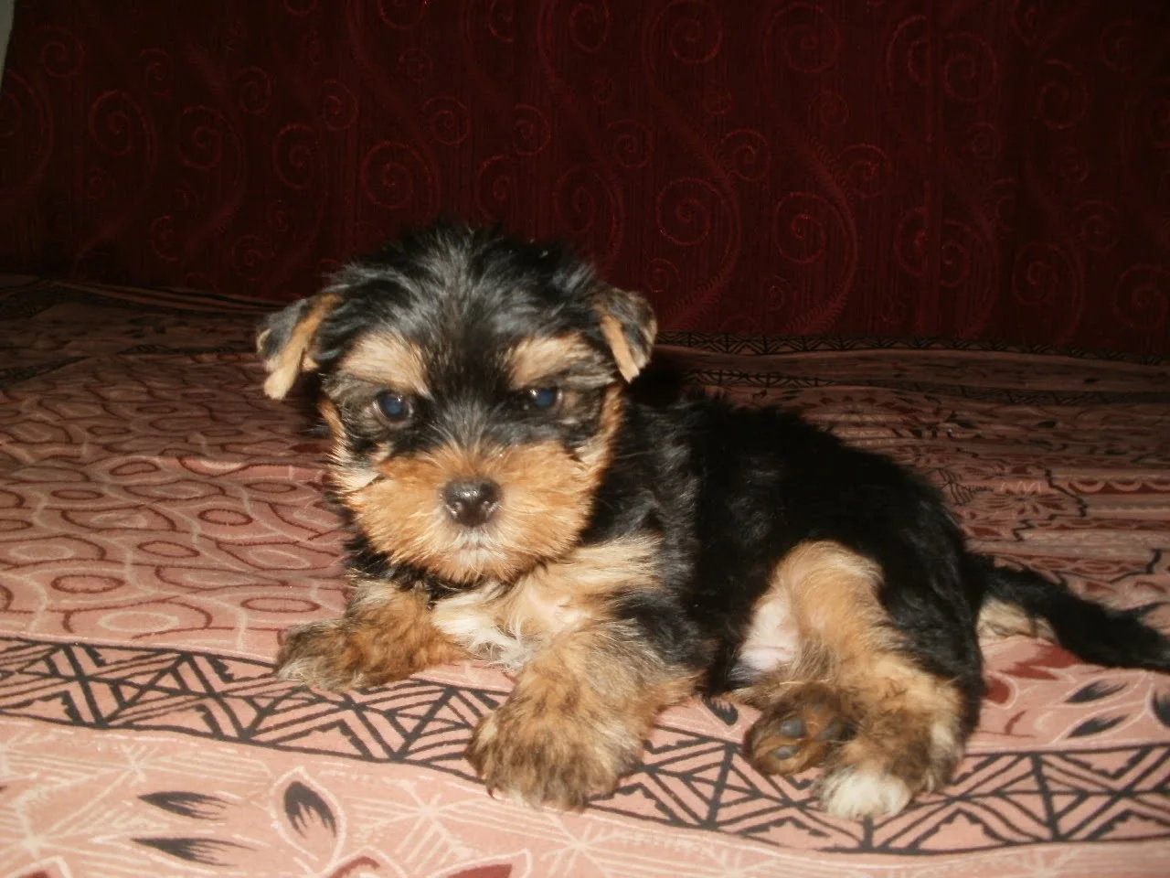 Maltipoo Puppies For Sale in Noida