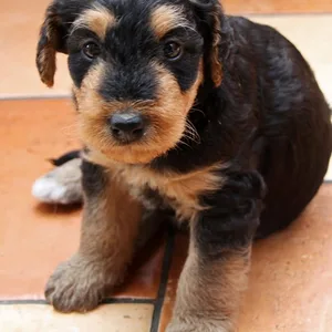 Airedale terrier puppy for sale
