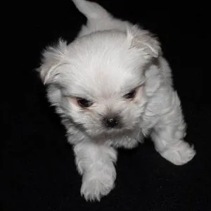 Akita Puppies For Sale in Bangalore